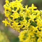 Galium verum Flors