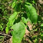 Ocimum gratissimum Blad