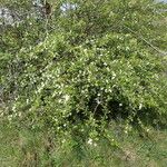 Crataegus laevigata Hábito