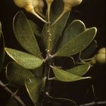 Jacquinia keyensis Fruit