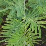 Acacia berlandieri Hoja