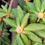 Ledum groenlandicum Φύλλο