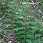 Caesalpinia decapetala Frunză