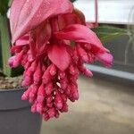 Medinilla magnifica Λουλούδι