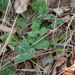 Trifolium subterraneumFolio