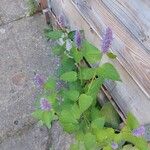 Agastache foeniculum Хабит