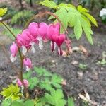 Dicentra formosa Blomma