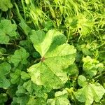 Campanula rapunculoides Leaf