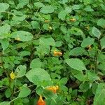 Impatiens capensis Alkat (teljes növény)