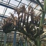 Agave parryi 花