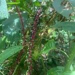 Phytolacca rivinoides Λουλούδι