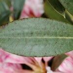 Rhododendron insigne Leaf