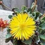 Carruanthus ringens Flower