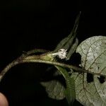 Hymenocoleus hirsutus Flower