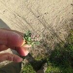 Fumaria densiflora Blomma