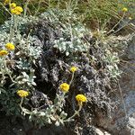 Helichrysum ambiguum Hábito