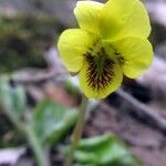 Viola rotundifolia Blomst
