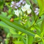 Nothoscordum bivalveFlower