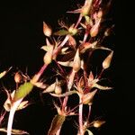 Sauvagesia pulchella Flower