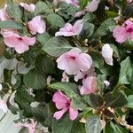 Impatiens walleriana Flower
