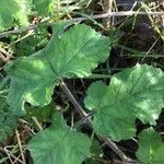 Heracleum sphondylium Hoja