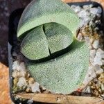 Pleiospilos nelii Leaf