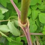 Dahlia imperialis Bark