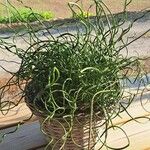 Juncus effusus List