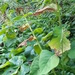 Lactuca macrophylla Plante entière