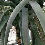 Aloe suzannae ഇല