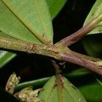 Miconia longifolia Кора