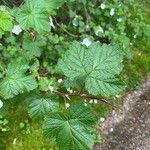 Rubus deliciosus Foglia