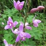 Bletia purpurea Blomst