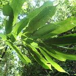Coniogramme africana Hoja