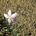 Lygodesmia grandiflora Flor