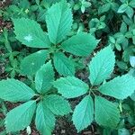 Panax quinquefolius Blad