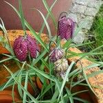 Fritillaria meleagris 整株植物