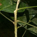 Angostura granulosa Corteza