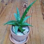 Dracaena hyacinthoides Folla