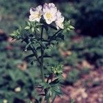 Polemonium carneum Habitat