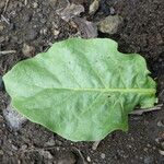 Nicotiana plumbaginifolia List