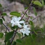 Amelanchier ovalisKwiat