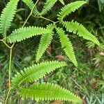 Gleichenella pectinata Hoja