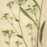 Bupleurum alpigenum 形態