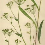 Bupleurum alpigenum Hábito