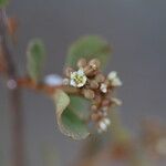 Psorospermum febrifugum Blüte