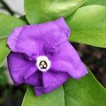 Brunfelsia australis Кветка