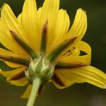 Gelasia hirsuta Flower