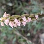 Neotinea maculata Kwiat