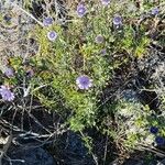 Globularia alypum ശീലം